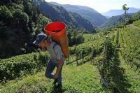 Disposizioni urgenti per la crescita economica nel Mezzogiorno.